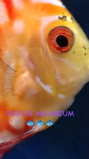 CAPTIVATING & COLOURFUL DISCUS AQUARIUM 🐟🐟🐟!!! 🤩🤩🤩#discusfish #aquarium #fishshorts