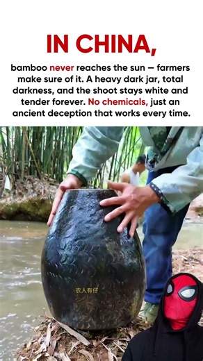 Pail Etiolation – Cultivating Pale, Crisp Bamboo Sprouts the Traditional Way!