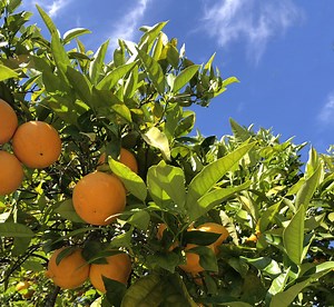 Events & Activities — The Willows Community