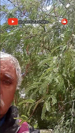 Mesquites: Wise Trees of the Desert