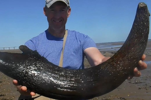 Huge 5,000-year-old horn belonged to now-extinct auroch