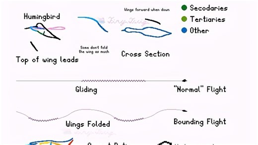 Bird Flight--鸟类飞行