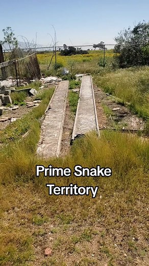 Discovering Rattlesnakes in the Wild: A Thrilling Encounter