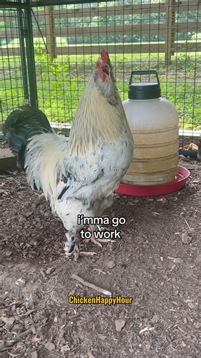 Imma go to work BUT…. #worklife #workhumor #rooster #backyardchickens #funnyanimals #chickensofinstagram #chicken #comedy #chickenhappyhour | Chicken Happy Hour