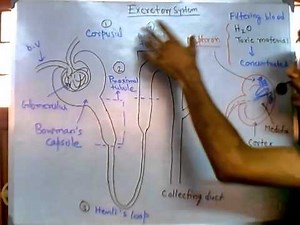 Nephron function