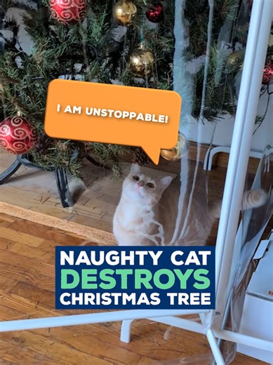 Naughty Cat Destroys Christmas Tree with Kitten Chaos