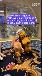 Watch this sweet moment between Pluto and his biggest fan: a golden retriever service dog