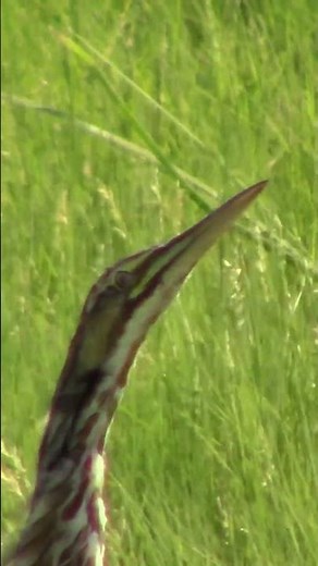 American Bittern Standing in Grass. #birds #birdslover