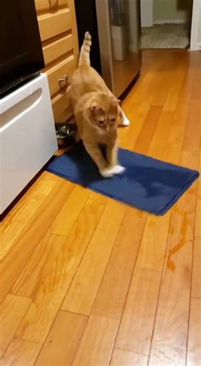 Playful Kitten Training - Interactive Pet Fun