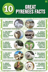 10 Essential Facts About Great Pyrenees