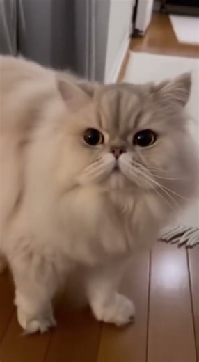 Persian cat reacts to reproachful comment 😾