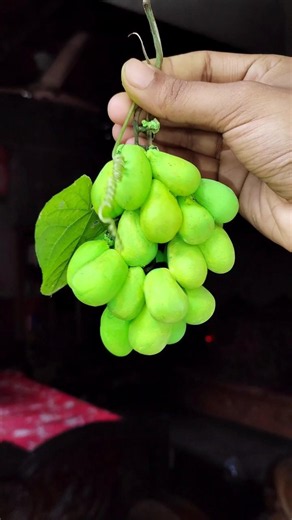 DIY artificil angur। 🍇🍇।