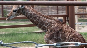 ✨Birth Footage✨ May be too graphic for some viewers. Welcome to the world, little one. 💖 | Tulsa Zoo