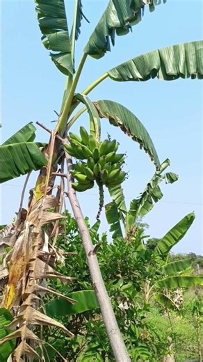 VCR Natural Farms/Subhash palekar krushi/ 5 layer model