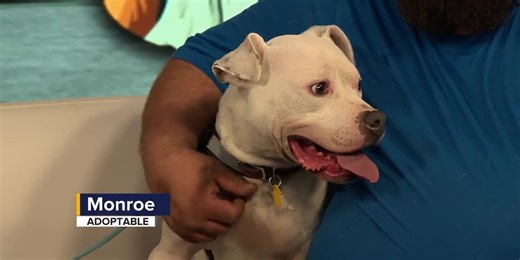 605 Boxer Rescue visits ahead of Rescue Dog Day
