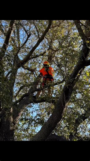 Did some MRS climbing today! With Big Jim’s Hitch Breakers and Yale Cordage #deeplyrootedtreeservices #ToGodBeTheGloryAlwaysAndForever #treeclimbing #Arborist #treeservice | Deeply Rooted Tree Services