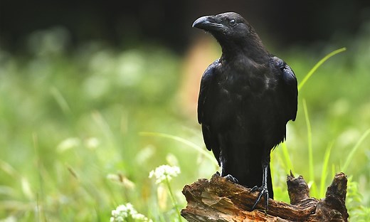 Raven Symbolism & Meaning (+Totem, Spirit & Omens)