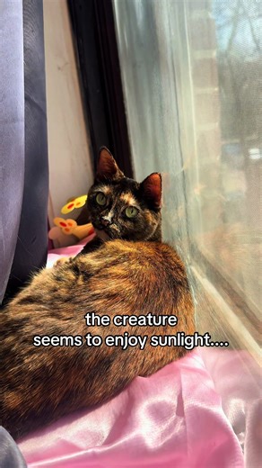 it's charging up for something but we haven't found out for what yet....unsettling #catsoftiktok #cat #cute #fyp #xyzbca