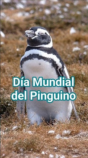 🐧 World Penguin Day | Guardians of the Ocean