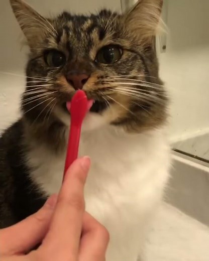 How to Brush Your Cat's Teeth