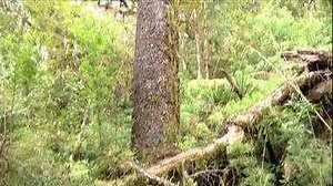Papagaio-charão viaja mais de 400 km para comer pinhão da araucária