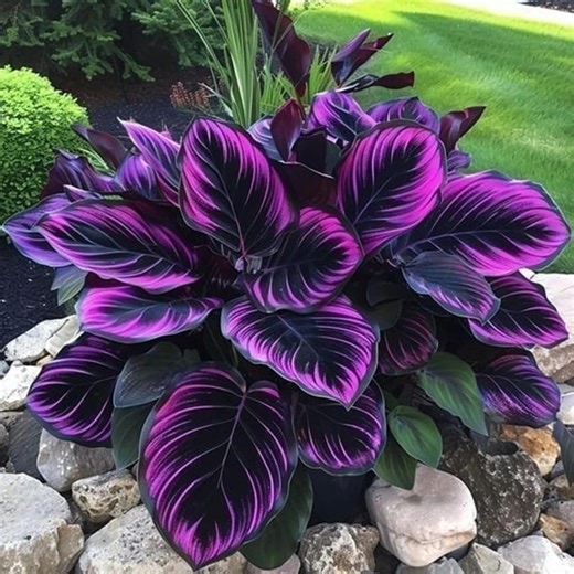 25 Purple Tip Calathea Seeds – Goeppertia Type Tropical Foliage Houseplant Seeds for Indoor Growing - Etsy