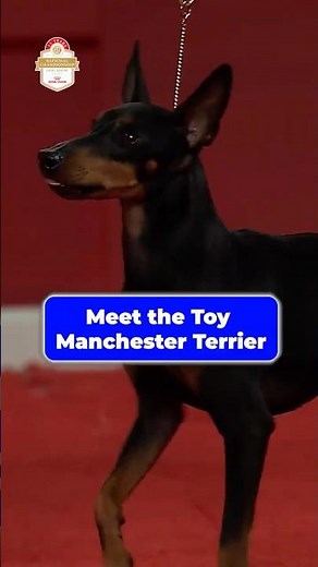 Meet the Toy Manchester Terrier