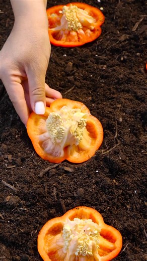 Brilliant Gardening Ideas to Transform Your Home Garden