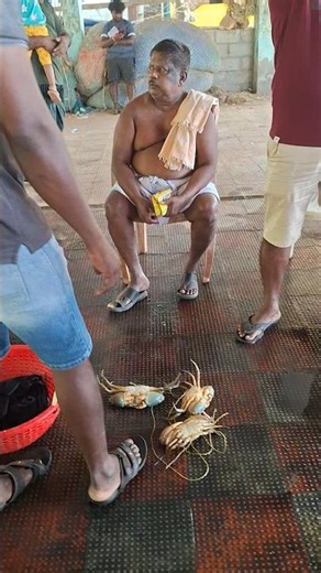 Fish market bidding basics: how to bid like a pro