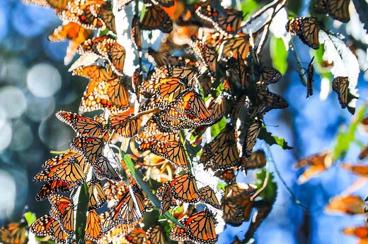 Thousands of Monarch Butterflies Migrate to California Every Fall and Winter—How to See Them and Save Them