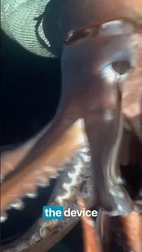 Squid Latched Onto Her Equipment #diving #wildlife #scary