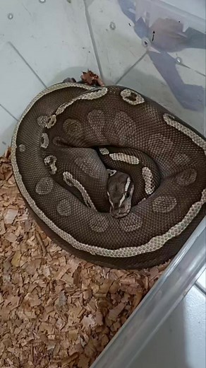 Ghi lesser het pied male #ballpython #ballpythonkeepers #petonly #justlovedonthate @highlight | John Bhern Bernabat Cañete