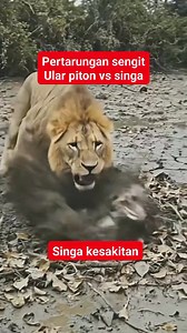 Pertarungan sengit ular piton vs singa... singa kesakitan #reels #vidioviral #fyp | Gung Kilu
