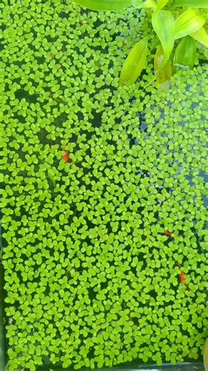 Duckweed overload | Leah Ware