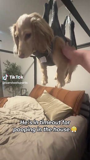 Dog Timeout After Indoor Accident