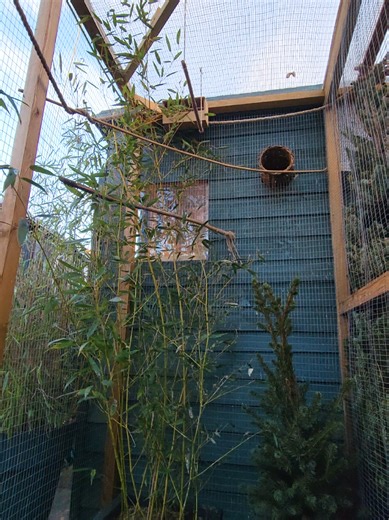 Preparing a Clean and Ready Aviary for Birds