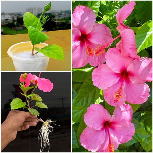 27K views · 306 reactions | How to grow hibiscus flower & plant at home || Best & easy method for gardening | DIY IndoorGarden | Facebook