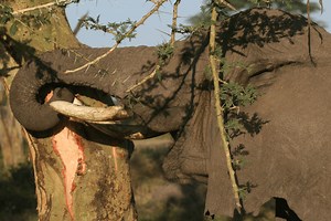 Eating Bark to Induce Labor — Biological Strategy — AskNature