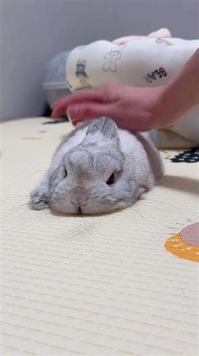 Cutest Rabbit Pancake Adventures Daily