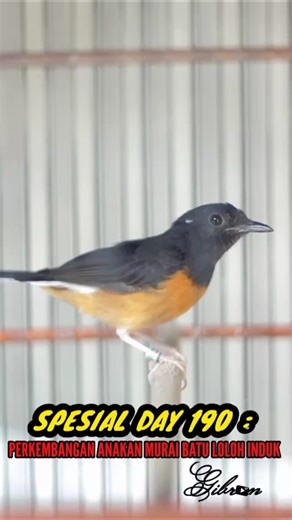 SPESIAL DAY 190 : PERKEMBANGAN ANAKAN MURAI BATU LOLOH INDUK || GIBRAN 17 BIRD FARM #birds