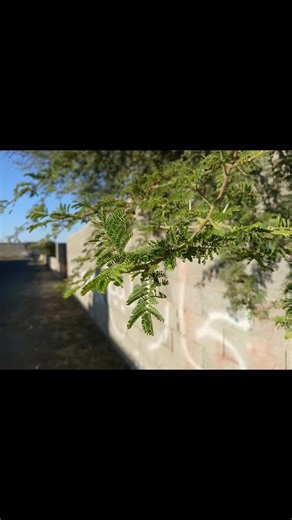 ‏A15 Camera Test #fyp