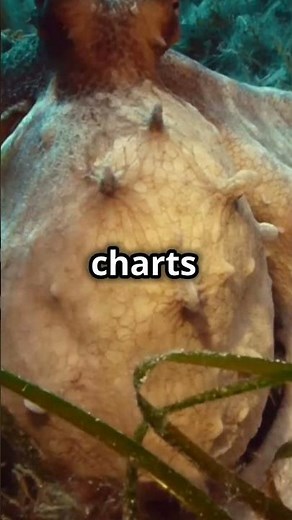 Octopuses Can Solve Puzzles and Use Tools, Demonstrating High Intelligence