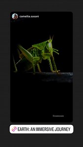 Royal Ontario Museum on Reels