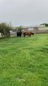 Wallace the highland bull has made a big impression on the ladies in farmer Richard’s daily update! | Hall Hill Farm