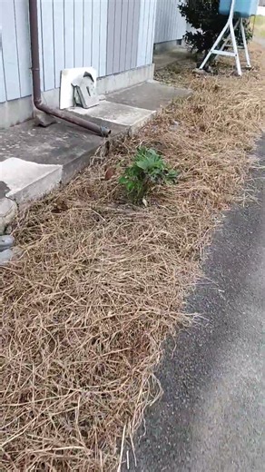 #クリスマスローズ #ハーバルセラピスト #gardening #再生栽培 #ハーブ #garden #現代農業 #ハーブ園 #家庭菜園 #庭作業 #田舎暮らし