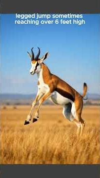 SPRINGBOK: A Graceful and energetic antelope found in Africa #wildlife #animals #wildanimals
