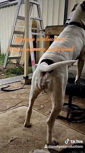 pitty gets excited over huskies red rocket. funny but so wrong. use discretion.