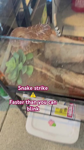 Rattlesnake Strike ⚡️ Too fast to see ⚠️ | Snakes Adventures