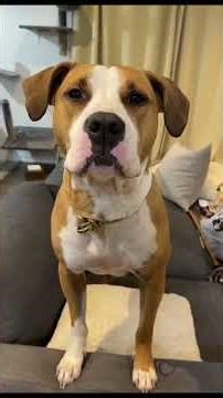 🐶 Dogs Saying I Love You | Cutest Talking Dogs Compilation Ever 😍