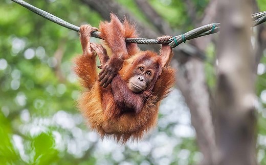 19 Cutest Animals That Are Endangered In 2024